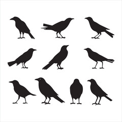 A black silhouette crow bird set
