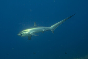 Thresher Shark swimming in the Sea of the Philippines
