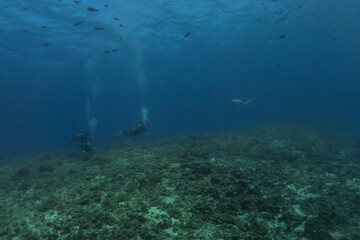 Thresher Shark swimming in the Sea of the Philippines

