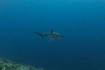 Naklejka premium Thresher Shark swimming in the Sea of the Philippines 