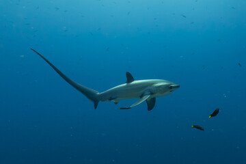 Thresher Shark swimming in the Sea of the Philippines
