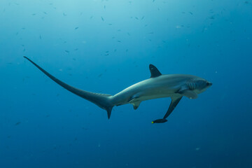 Thresher Shark swimming in the Sea of the Philippines
