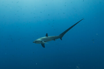 Obraz premium Thresher Shark swimming in the Sea of the Philippines 