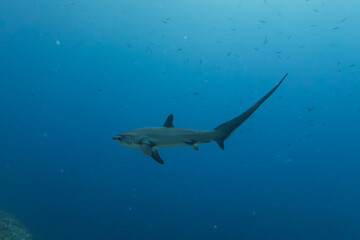 Thresher Shark swimming in the Sea of the Philippines
