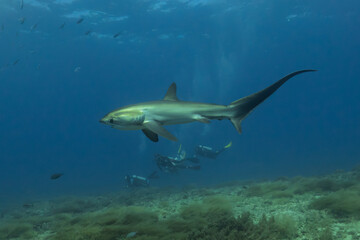Thresher Shark swimming in the Sea of the Philippines
