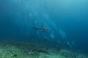 Fototapeta na wymiar Thresher Shark swimming in the Sea of the Philippines 