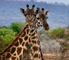 two giraffes in symmetry, one sticking its head out behind the other one, close up