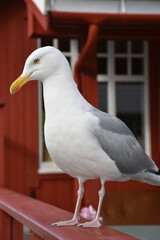 Seagull from Norway