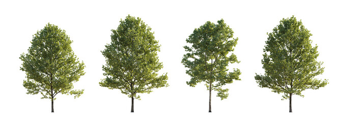 Frontal set of large trees sycamore platanus trees isolated png on a transparent background...