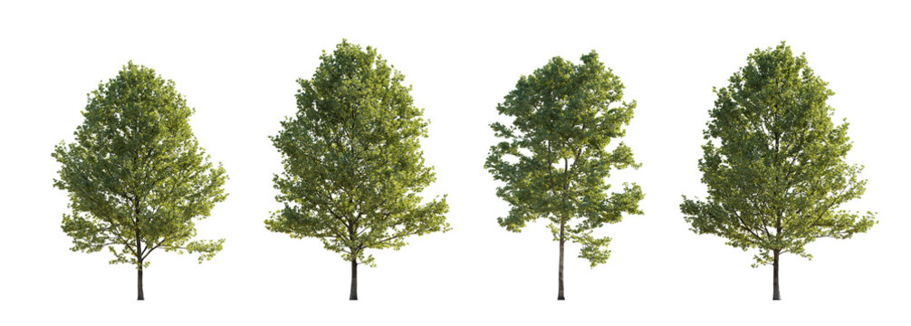 Sycamore platanus trees isolated png on a transparent background premium cutout