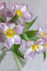 Fototapeta na wymiar Bouquet Turned tulips in a vase