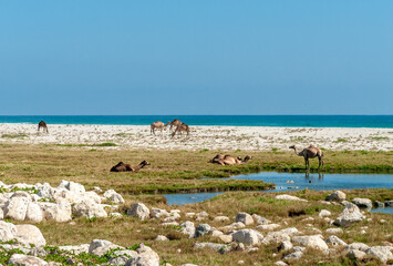 Camels on the coast, Oman - 755137592