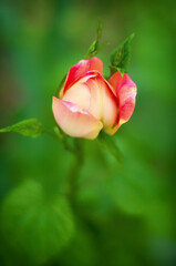 Pink rose in the garden - 755137794