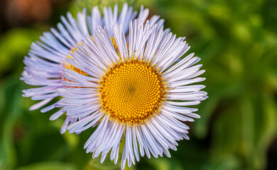 Obraz premium Seaside Daisy in Bloom