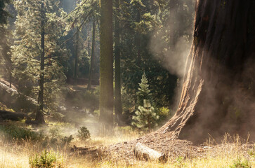 Morning in Sequoia National Park, California, USA - 755138368