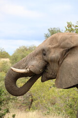 african elephant in kruger national park