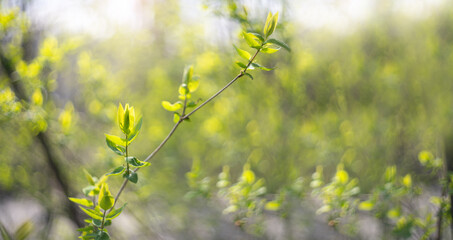 Blurred natural green spring and summer bokeh background