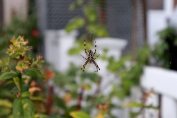 European garden spider and a spider web