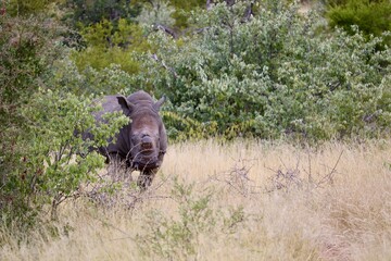 white rhino in kruger national park