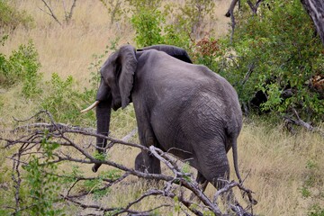 african elephant in kruger national park