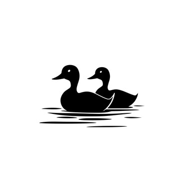 Two ducks in water