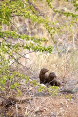 mungoose couple in kruger national park
