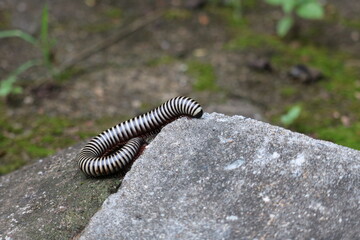 striped centipede