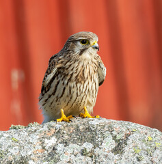 Common Kestrel standing on a stone
