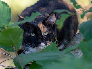 Cat scouts behind a bush