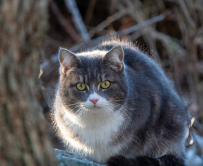 Portrait of a cat on stone