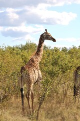 Naklejka na ściany i meble Fermale Giraffe in Kruger National park