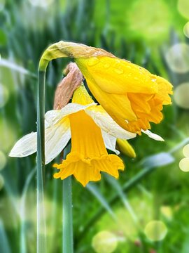 Two yellow daffodils on a rainy day