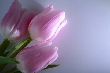 Three delicate beautiful tulips on a light background