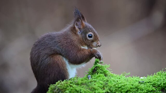 Red squirrel sits on dead wood covered with moss and eats a hazelnut, european red squirrel, winter, north rhine westphalia, (sciurus vulgaris), germany