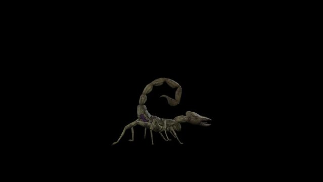 3D Realistic Emperor scorpion Walk Rendering cycle side view Loop on a black background or alpha channel, 4k angry Scorpion walking for attack 60 fps animation with alpha matte