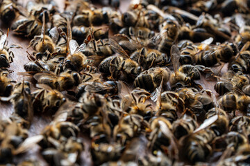 Many dead bees in the hive, closeup. Colony collapse disorder. Starvation, pesticide exposure, pests and disease