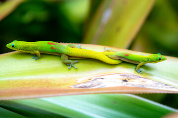 Madagascar Gold-Dusted Day Gecko in Hawaii