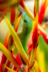 Madagascar Gold-Dusted Day Gecko in Hawaii