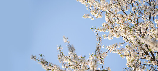 Blooming spring branches on the background of blue sky.