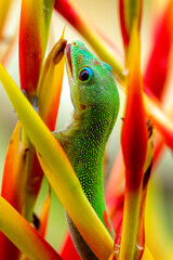 Madagascar Gold-Dusted Day Gecko in Hawaii
