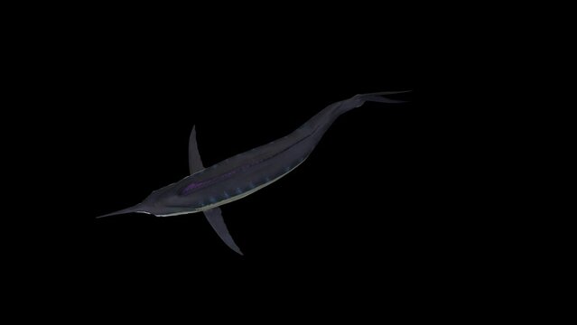 3D swordfish in underwater Swim top view loop Animation on black background, 4k fish swimming with alpha matte, large edible marine fish with a streamlined body and a long flattened sword-like snout