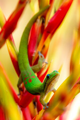 Madagascar Gold-Dusted Day Gecko in Hawaii