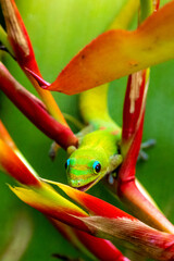 Madagascar Gold-Dusted Day Gecko in Hawaii