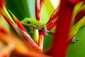 Madagascar Gold-Dusted Day Gecko in Hawaii