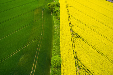 Agriculture. Beautiful landscape with yellow and green fields
