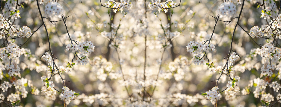 Background of blooming cherry branches in the sunlight.