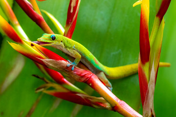 Madagascar Gold-Dusted Day Gecko in Hawaii