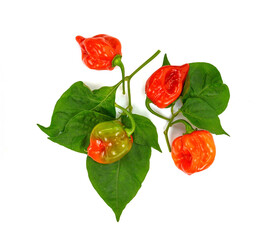 Fresh habanero peppers, isolated on white. Habanero chilis isolated on white background. Fresh ripe Caribbean Red Habanero hot chili pepper with green stem. 