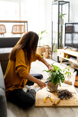 Unrecognizable woman indoors watering a Monstera Adansonii plant.