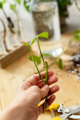 Cuttings of a green plant Potho in the hand of an unrecognizable person
